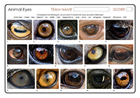 Animal Eyes Animal Eyes