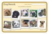 Dog Breeds