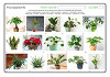 Houseplants