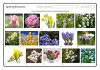 Spring Flowers Spring Flowers