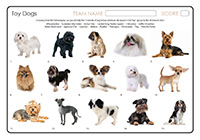 Toy Dogs Toy Dogs
